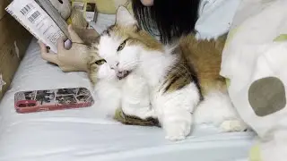 どうしても娘と一緒に寝たい猫は何度も通う