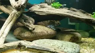 Zebra plecos, Catoprion mento
