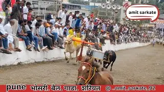 Bhosari bailgada sharyat 🐎