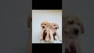 top quality lab pupp&iacute;es sale video Malayalam pets sale video