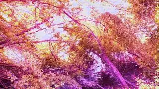 Tombfield - Intergalactic Romance