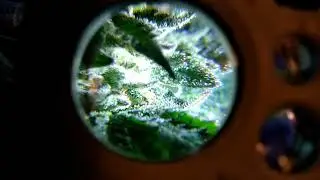 Milky Trichomes.