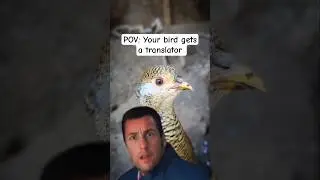 Если бы птицы могли говорить по-английски #birdtrend #pheasants #birdtranslator #ytshorts #funnya...