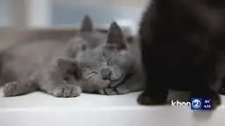 Kauai Humane Society in capacity crisis