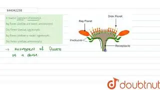 In Head or Capitulum inflorescence  | 12 | MORPHOLOGY OF FLOWERING PLANTS | BIOLOGY | AAKASH INS...