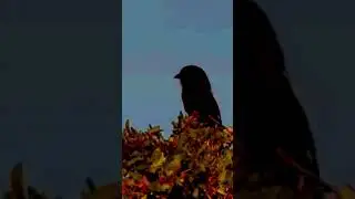 Black-billed Magpie sounds - relaxing sound bird #2 #Shorts