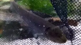 El pez cuchillo de cola larga (Sternopygus macrurus) Ficha T&eacute;cnica