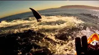 Blue Whale Slow Motion Lunge Feed