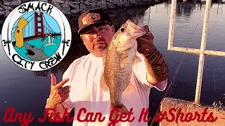 Any Fish Can Get It #Shorts