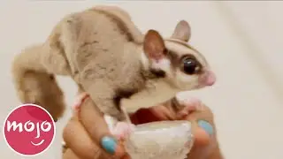 &iexcl;Top 10 MASCOTAS M&Aacute;S TIERNAS!