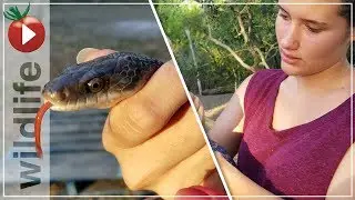 Texas Rat Snake Caught After Eating Silkie Chicken Eggs!