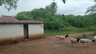 SERTAO DE BARCELONA RN SITIO RIACHO DA ONÇA EM DEZEMBRO DE 2023 VIDEO 1