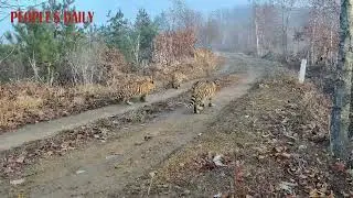 China has recorded its 1st-ever footage of a wild Siberian tigress with five cubs in Hunchun, Jilin