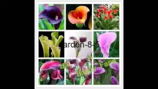 Mysterious Garden 8 Supersaving.org