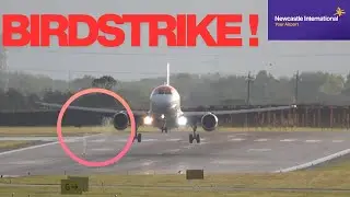 BIRDSTRIKE!! Newcastle International Airport