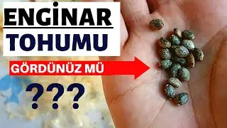 Enginar Yetiştiriciliği  - Tohum Alma İşlemi