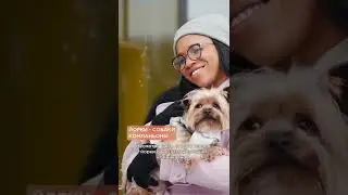 Йоркширский терьер &mdash; коротко о породе 🐶 #shorts #йорк