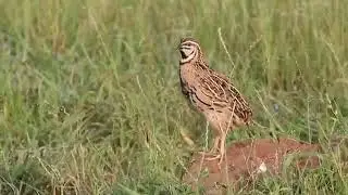 Rain quail sound
