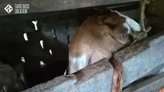 Crazy Goat | Goat Farming | High Tech Goat Cage