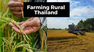 Rural life in Thailand Vlog 6/ How is rice farmed?
