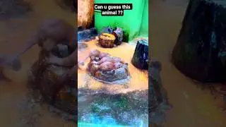 Indonesia #zoo #indonesia #animals #travel #foryou #shorts #visit #trending