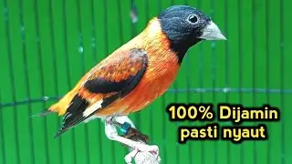 Suara Burung RED SISKIN Gacor Juara Untuk Pancingan dan Masteran.