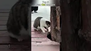 Top 5 Clumsy Cat Mom Moments 😹🙈 | Parenting Gone Wrong! #FunnyCats #CatMomFails #CatShorts