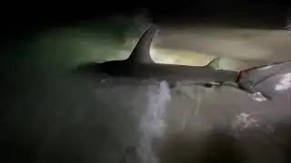 13-foot hammerhead caught off the coast of Florida panhandle