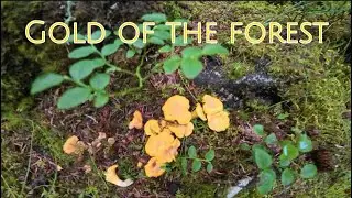 🍄&zwj;🟫Chanterelles in Arctic Norway | The Gold of the Forest 🍄&zwj;🟫✨