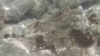 Stonefish / Steenvis