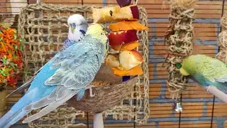 7 hours of budgie sounds for pet parakeets to make them happy