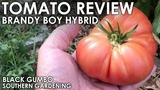 Tomato Review: Brandy Boy Hybrid || Black Gumbo