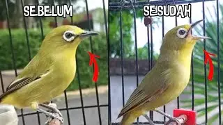 CARA MERAWAT KECIAL KUNING SAKIT, MACET, NGERIWIK, MALAS BUNYI JADI SEMBUH TOTAL FULL JOSS GACOR