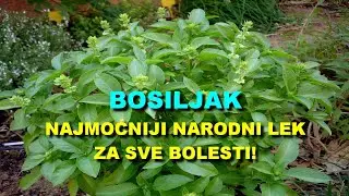 BOSILJAK - NAJMOĆNIJI NARODNI LEK Za SVE BOLESTI!