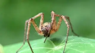 Agelenopsis oregonensis spider friend