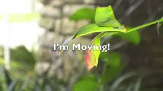 TURN ON ANNOTATIONS AND READ DESCRIPTION: I'm moving!
