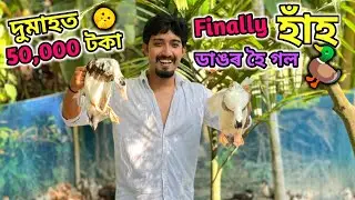 Finally হাঁহ ডাঙৰ হৈ গল ॥ দুমাহত ৫০০০০ টকা ॥ ঘৰত বহি বহি পইচা উৰ্পাজন ॥ Duck farming in assam ॥