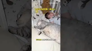 Saat tidur Milo berisik banget🤭😂 #kucing #kucingmilo