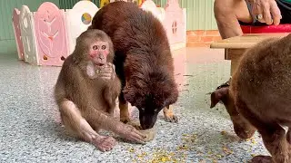 Asher takes care of and feeds the dog dried fruit