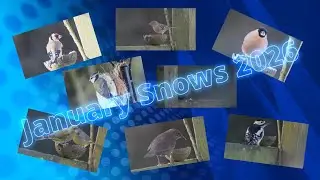 January Snows