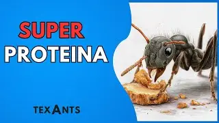 🚩SUPER PROTEINA casera (Receta PASO a PASO) Como empezar una colonia de hormigas.