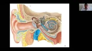 Anatomy lecture: Anatomy of ear