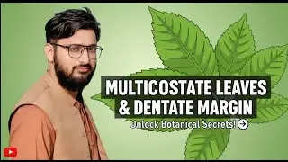 Palmate and multicostate leaves of Ricinus communis | Dentate and crenate margin | Castor oil plant.