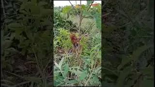 What is this animal😳? #spooky#lemur#tarsier