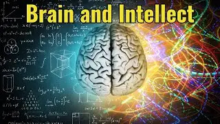 How the Brain Reflects Allah's Wisdom | Islamic and Scientific Insight
