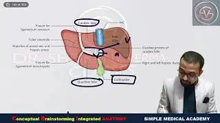Porta hepatis