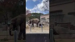 マルミミゾウ親子🐘