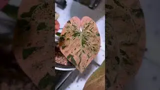 BEST VARIEGATED ANTHURIUM IN THE HOUSE #plants #plantlover #anthuriumplant #variEgated #tanamanhias