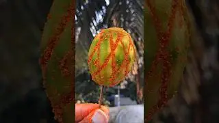 Mouth Watering Amra (Tamarind) Makha 🤤 | Spicy Amra Pickle #shorts #viralvideo #amravati #trending