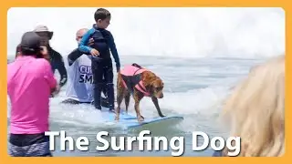 This Famous Surfing Dog Rides The Wave To Helping Others!